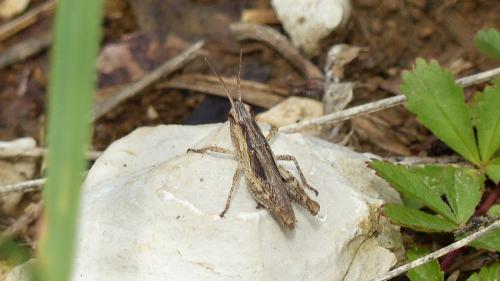 Chorthippus sp.